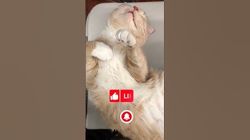 Cat purring sound for healing and relaxing