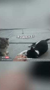 Kelly于文文 | 老实人和调皮怪!