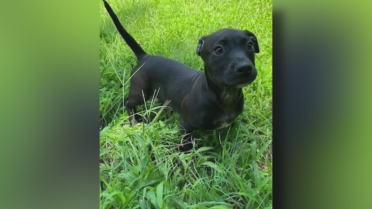 Stolen puppy returned: Peter back safe at Anti-Cruelty Society