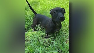 Stolen puppy returned: Peter back safe at Anti-Cruelty Society