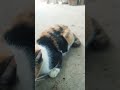 Loaf cat