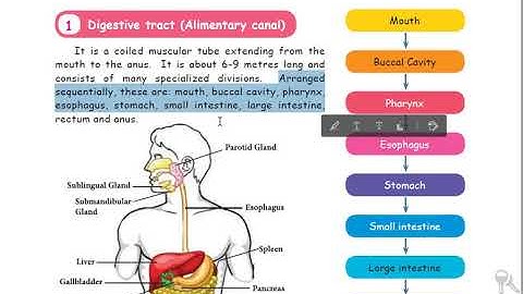 5th Standard Term 1  Science lesson 1 Topic "Organ System"