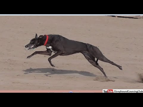 Omskdagi yalangoch qizlarning fotosuratlari