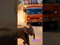 Lord bappa appears in form of baby elephant to save people inside bus #babyelephant#miracle#shorts