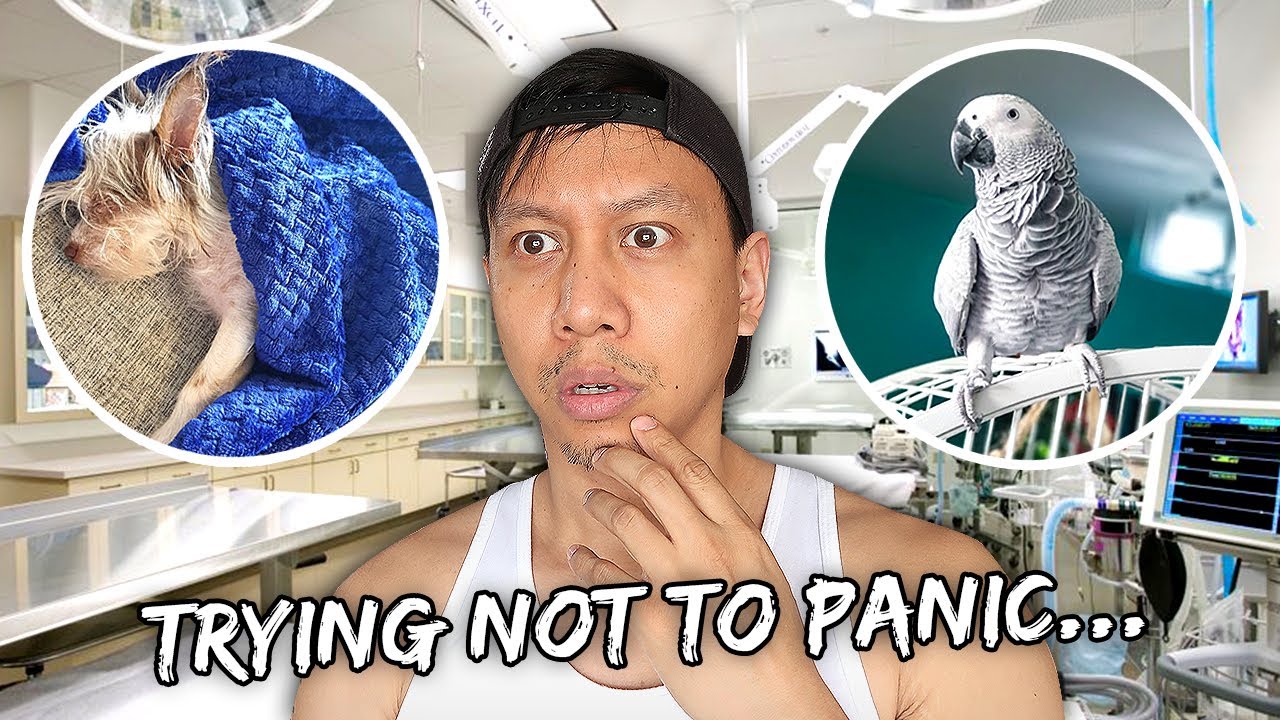 My Pets Needed To See Their Vets ASAP! | Vlog #942