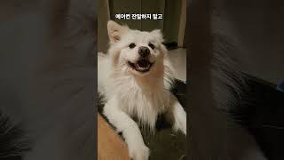 잔말 말고  🐶 #흰둥이 #강아지 #동물농장강아지 #cutedog #반려견