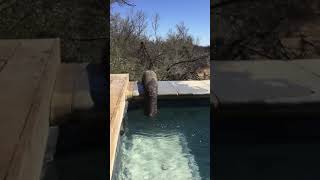 Elephant drinks from swimming pool