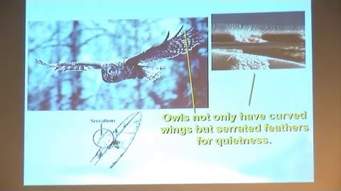 The Intricacies of Flight - Andy McIntosh