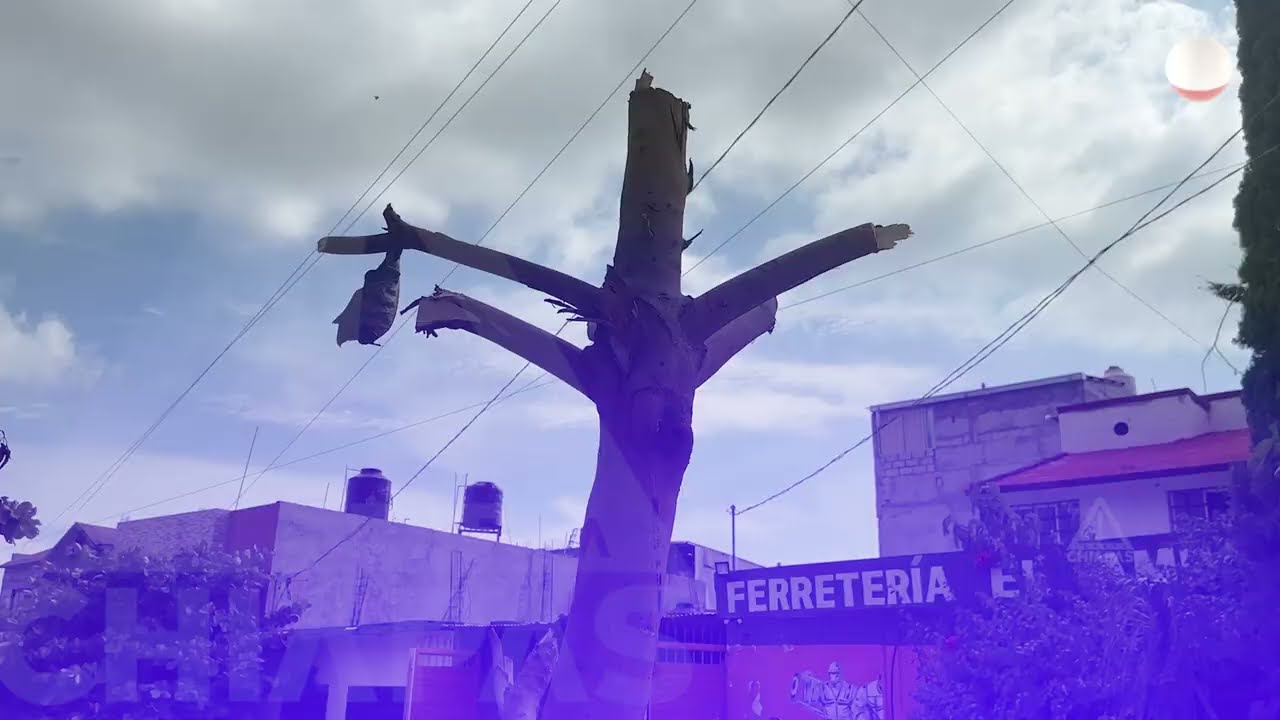 Lluvia de gusanos preocupa a vecinos