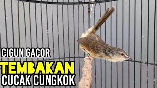 ciblek gunung gacor tembakan cucak cungkok