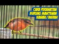 TIPS CARA MERAWAT BURUNG MANTENAN KAWAH / MERAH