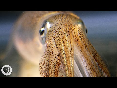 You're Not Hallucinating. That's Just Squid Skin. | Deep Look