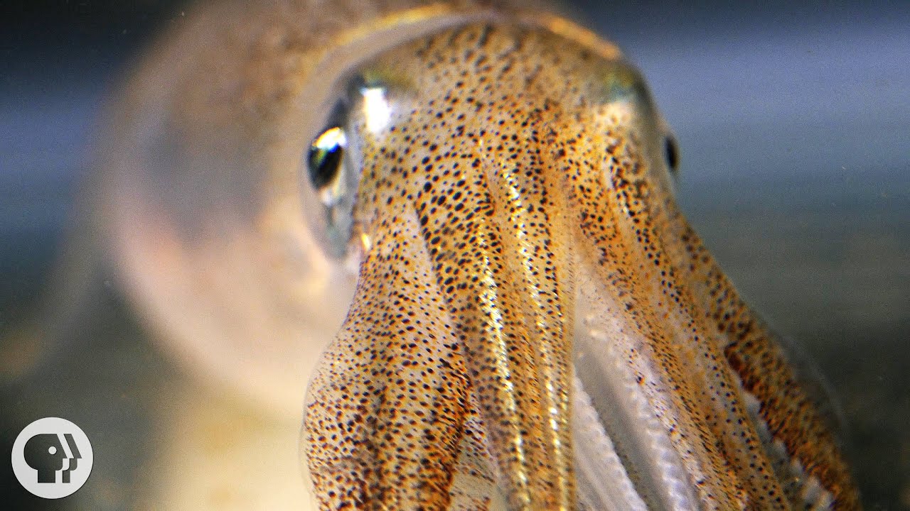 ⁣You're Not Hallucinating. That's Just Squid Skin. | Deep Look