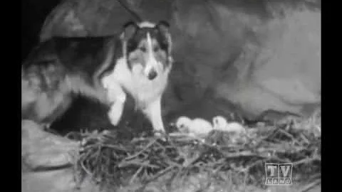 Ranger Cory Lassie (Season 11 Eps.4 Incident of th...