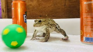 Brave bullfrog play football 🏈, screaming frog very funny frog video compilation 🐸 #funnyvideos