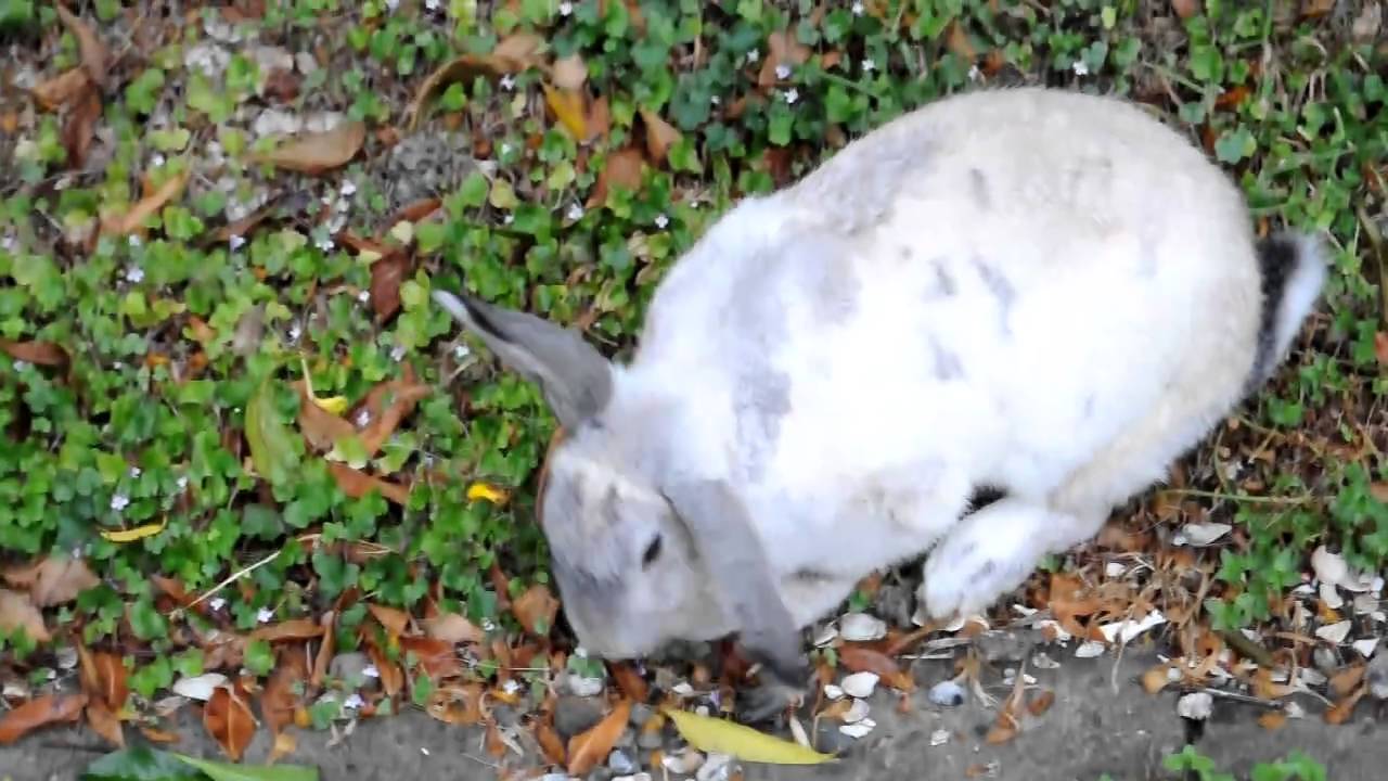 Bad ass rabbit from Hell [DSC 2441]