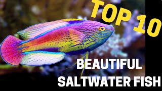 Top 10 most beautiful saltwater fish in the reefing hobby