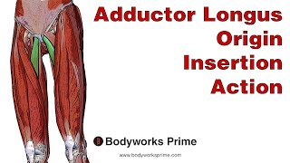 Adductor Longus Anatomy: Origin, Insertion & Action