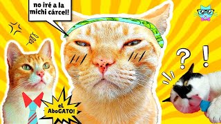 ¡Mis gatos NO quieren ir a la Michi CÁRCEL! ✂ ESTO tendrán que HACER! | El aboGATO!