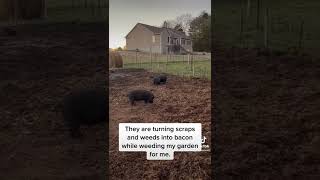 Pastured American Guinea Hog (Pigs)