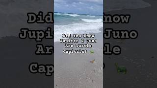 Did You Know? 🐢🌊