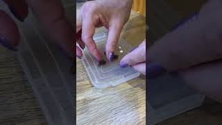 Details Preparing Tablets in Easypill Giver Cat Pill Putty for Cat with Hyperthroidism. Update
