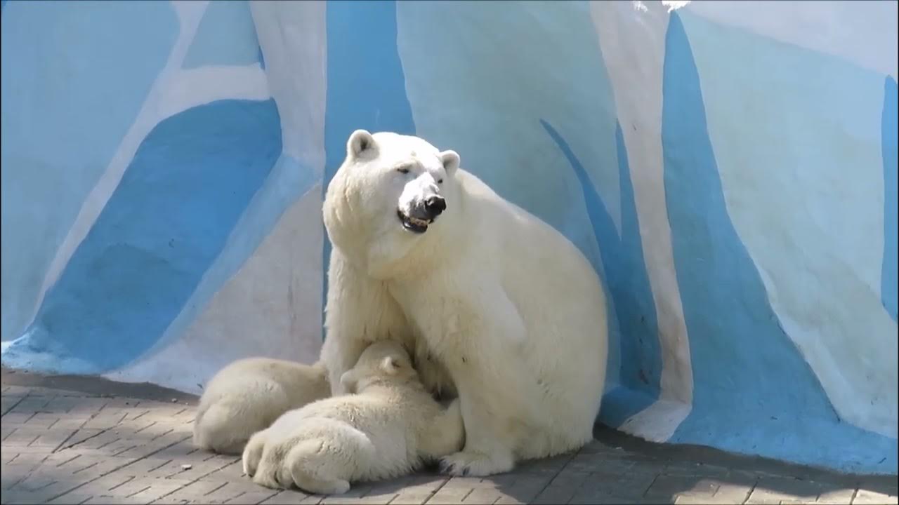 Медведи 10 часов. Медвежата в Новосибирском зоопарке 2023. Медвежонок 2008.