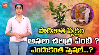 పారిజాత వృక్షం అసలు చరిత్ర ఏంటి? | Mystery Of Parijatha Tree | Parijat Plant Benefits |YOYOTVChannel పారిజాత వృక్షం అసలు చరిత్ర ఏంటి? | Mystery Of Parijatha Tree | Parijat Plant Benefits |YOYOTVChannel