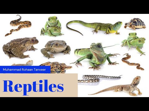 Reptiles || Science Study || رینگنے والے جانور