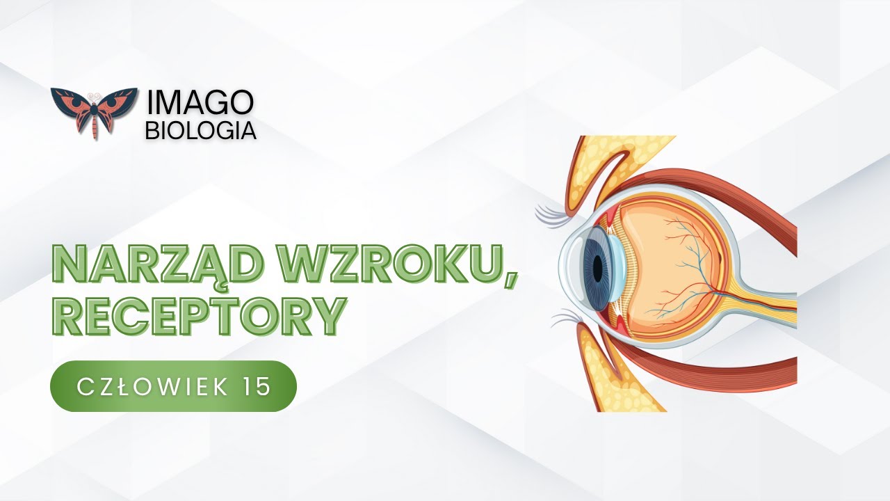 Narząd wzroku. Receptory