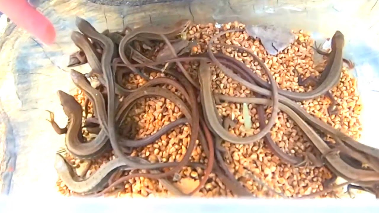 【トカゲ獲り】本気でカナヘビ探したら大量捕獲した。