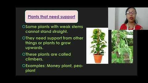 Class 1 (D & E) || Different types of plants || EVS || 10.9.2020@SFS NARENGI