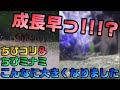 【アクアリウム】生後２～３週目ミナミヌマエビ&コリドラス【くだ笑。】【趣味活】