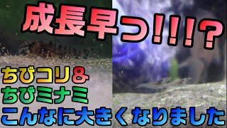 【アクアリウム】生後２～３週目ミナミヌマエビ&コリドラス【くだ笑。】【趣味活】