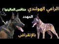 ماذا تعرف عن كلب الراعي الهولندي أحد انواع الكلاب المهددة بالانقراض DUTCH SHPHERD 