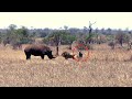 8 Rhino Encounters I ALMOST Can't Show You
