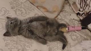 Cute Kitten Farting