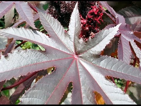 MENAKJUBKAN 15 Manfaat  dan Khasiat Daun  Jarak  Merah 