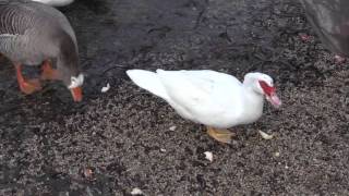 Feeding The Ducks by Peter Weatherall