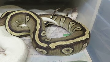 Brian Gundy Shares Nice Lock Up Between Reduced Gold Blush Mystic To Gold Blush Super Mojave