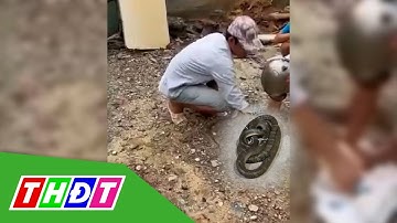 Tay không bắt rắn hổ mang chúa, người đàn ông ở Đồng Nai bị cắn t.ử v.o.n.g | THDT