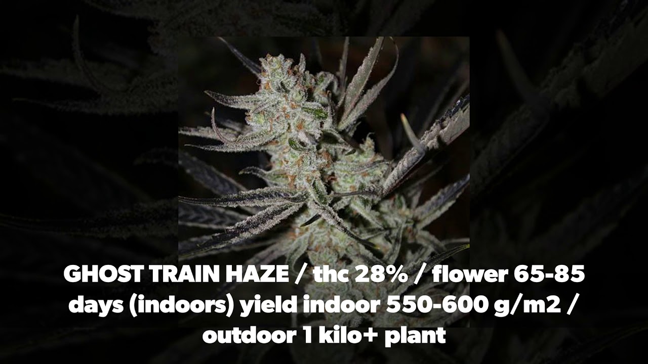 18+ TOP 5 dominant sativa cannabis strains