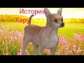 Мини фильм "История Хару" дог сим