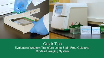 Quick Tips: Evaluating Western Transfers using Stain-Free Gels and Bio-Rad Imaging System