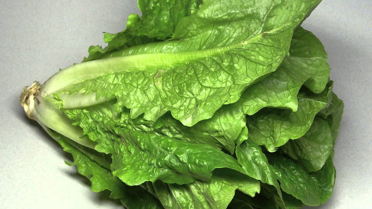 Lettuce перевод на русский. Латук Ромэн. Романо зелень. Листья салат Lactuca Sativa l.. Зеленые салаты сорта.