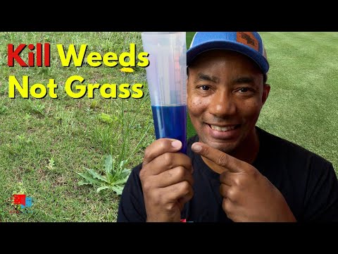 Vídeo: Thlaspi Stinkweed Plants - Dicas sobre o controle de Stinkweed no jardim