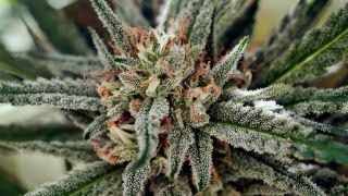 Legal marijuana is cutting into drug cartels’ profits