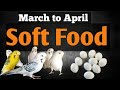 Budgies parrot diet march to april
