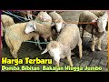 Harga Terbaru Domba Bibitan, Bakalan Hingga Jumbo. Pasar Domba Glenmore Banyuwangi Jatim.