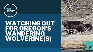 Tracking the sightings of a rare wolverine in western Oregon